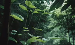a green plant is near trees and a forest