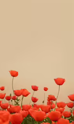 red tulips in an artistic photograph that is sepia tone