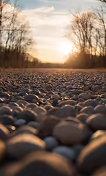 the sun shining through the trees in the distance on the gravel