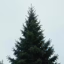 a white bird sitting on the top of a tall tree