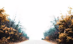 an empty road surrounded by leaf covered trees