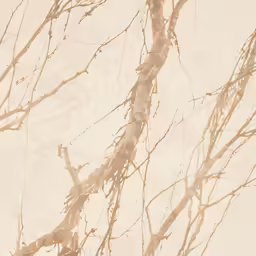 bare branches and twigs in the sky are shown