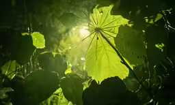 the back of some leaves and sunlight in a forest