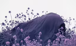 a blanket covering an object in the grass and flowers