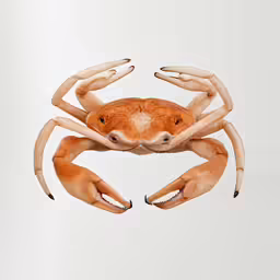 a fake crab sitting next to a white backdrop