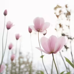 flowers in bloom outside on a cloudy day