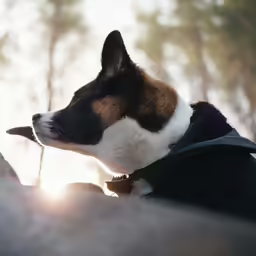 there is a dog that is sitting in the sunshine