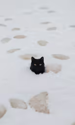 a black cat hiding in snow with paw prints