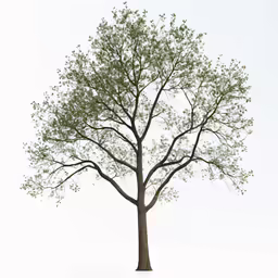 a tree that has some green leaves on it