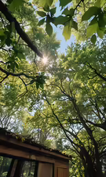 green leaves and branches surround a small structure under the sun