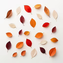 leaves of various sizes and shapes on a white background