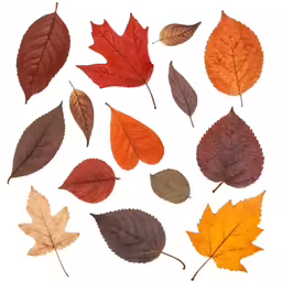 a collection of different colored leaves