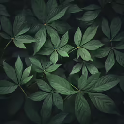 a group of leaves with green centers and some yellow tips