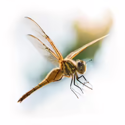 a very large orange dragonfly flying through the sky