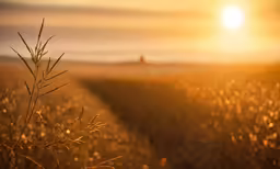 there is a path that runs between tall grass