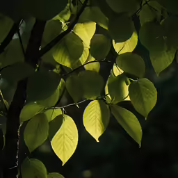 a tree that has some leaves on it