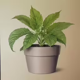 a small green leafy plant in a grey pot