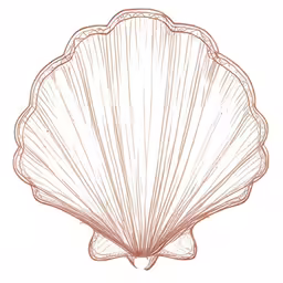 an intricate scallop shell is shown