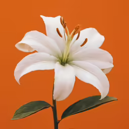 a white flower with lots of leaves in front of an orange background