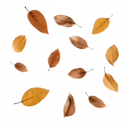 a circle made out of fallen autumn leaves