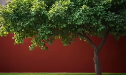 a lone tree in the grass near a red wall