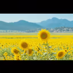 the field has many very large flowers in it
