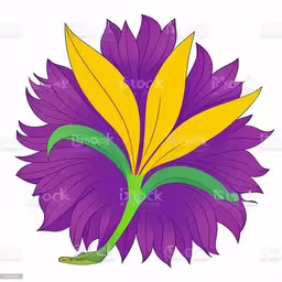 a purple flower on a white background with green leaves royalty photo,a purple flower with yellow stamen on it royalty