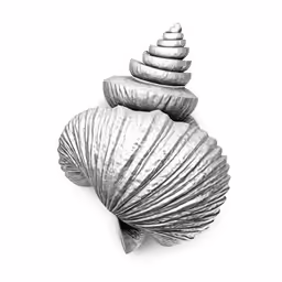 two scallop shells sitting on top of each other