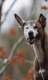 a dog is smiling while sitting on a tree