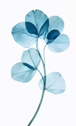 blue flowers and leaves against a white background