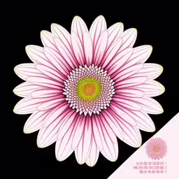 an image of a flower on top of a black wall,a computer screen with the image of a flower
