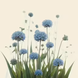 blue flowers growing in a large vase on a table