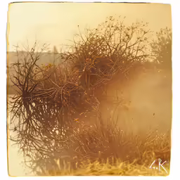 a blurry photo of a very pretty bush