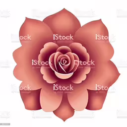 a large pink flower with the center on a white background,a red flower on white background royalty illustration