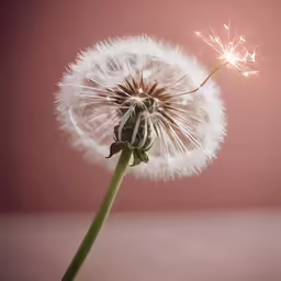 a dandelion blowing in the wind with its end gone