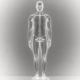the anatomy of a human standing in front of a gray background