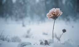 a field with snow, green trees and some flowers