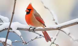 a red cardinal perched on a tree branch