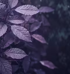 purple leaves and plants with rain falling in the dark