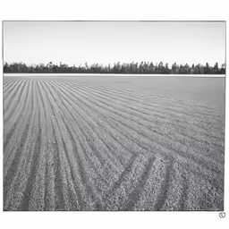 the photo shows the lines of seeding equipment in the middle of a large field