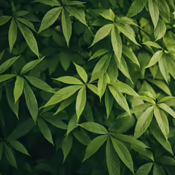 green leaves in the sunlight with light shining on them