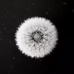 this dandelion is almost invisible if it looks like a flower