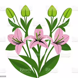 pink flowers with green leaves on a white background,the image of pink flowers on a white background royalty