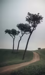 two trees on a hill near a road
