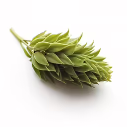 the close up of a green plant on a white surface