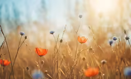 a field full of blue and orange flowers with sunlight shining through the leaves