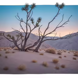 a small group of trees in the desert