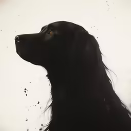 a dog looking into the distance with black hair