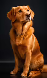 a golden retriever dog is sitting on a dark background