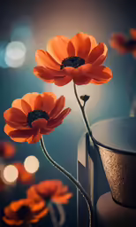 two orange flowers and the lights are out